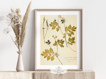 Pressed Flower Art Print | Celandine Poppy | P430 - Single Art Prints - Piccolo Fiore Prints
