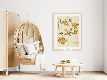 Pressed Flower Art Print | Celandine Poppy | P430 - Single Art Prints - Piccolo Fiore Prints