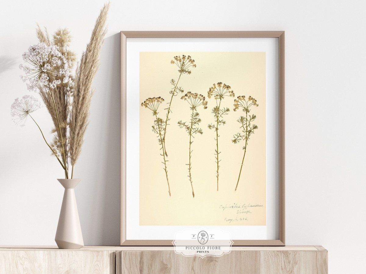 Pressed Flower Art Print | Euphorbia | P431 - Single Art Prints - Piccolo Fiore Prints