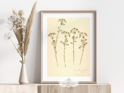 Pressed Flower Art Print | Euphorbia | P431 - Single Art Prints - Piccolo Fiore Prints