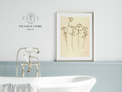 Pressed Flower Art Print | Euphorbia | P431 - Single Art Prints - Piccolo Fiore Prints
