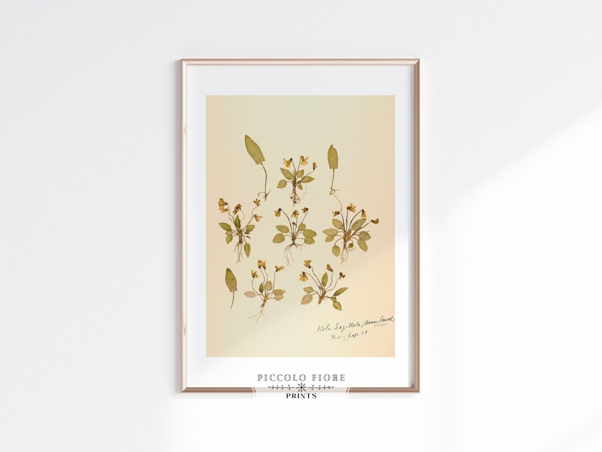 Pressed Flower Art Print | Violas | P434 - Single Art Prints - Piccolo Fiore Prints