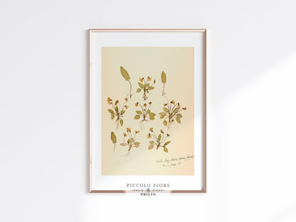 Pressed Flower Art Print | Violas | P434 - Single Art Prints - Piccolo Fiore Prints