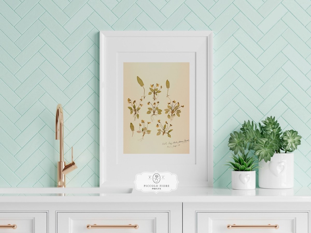 Pressed Flower Art Print | Violas | P434 - Single Art Prints - Piccolo Fiore Prints