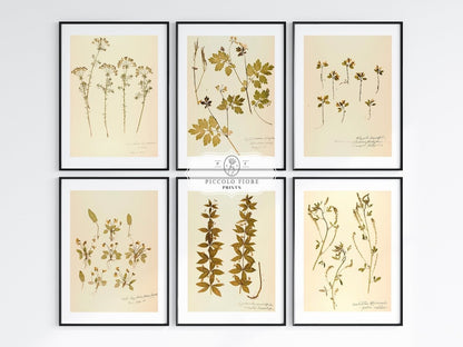 Pressed Flowers | Gallery Wall Set | 6 Prints | B6 - 1 - Gallery Wall Set - Piccolo Fiore Prints