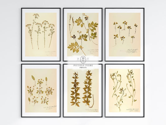 Pressed Flowers | Gallery Wall Set | 6 Prints | B6 - 1 - Gallery Wall Set - Piccolo Fiore Prints