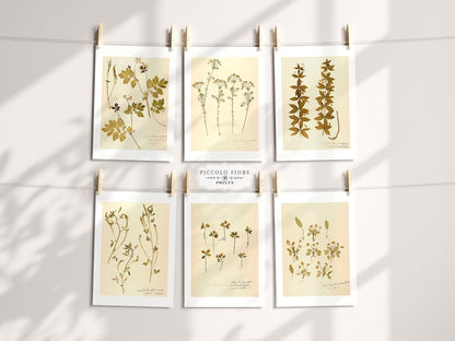 Pressed Flowers | Gallery Wall Set | 6 Prints | B6 - 1 - Gallery Wall Set - Piccolo Fiore Prints