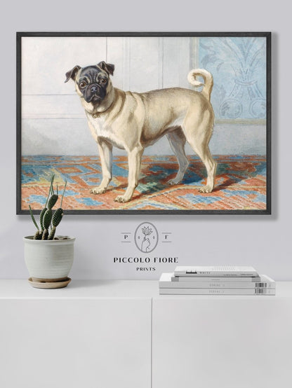 Pug Dog | P128.1 - Single Art Prints - Piccolo Fiore Prints