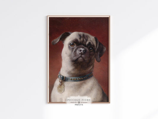 Pug | P437 - Single Art Prints - Piccolo Fiore Prints