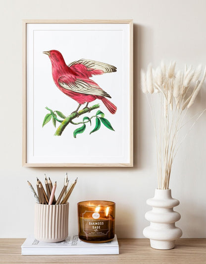 Purple Chatterer Illustration | P57 - Single Art Prints - Piccolo Fiore Prints
