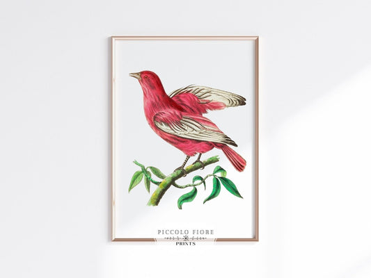 Purple Chatterer Illustration | P57 - Single Art Prints - Piccolo Fiore Prints