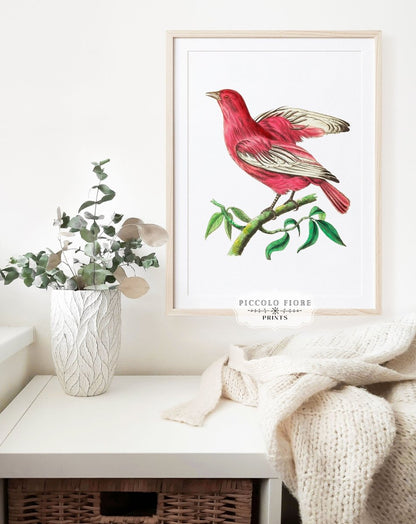 Purple Chatterer Illustration | P57 - Single Art Prints - Piccolo Fiore Prints