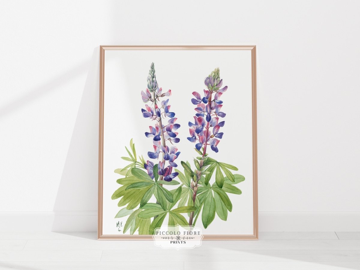 Purple/Pink Lupine Illustration | P43 - Single Art Prints - Piccolo Fiore Prints