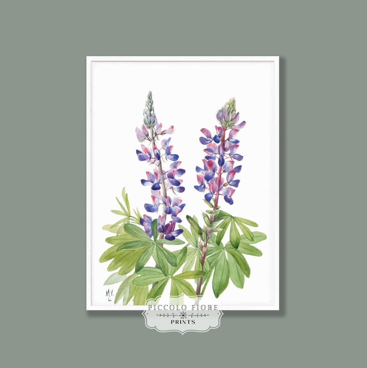 Purple/Pink Lupine Illustration | P43 - Single Art Prints - Piccolo Fiore Prints