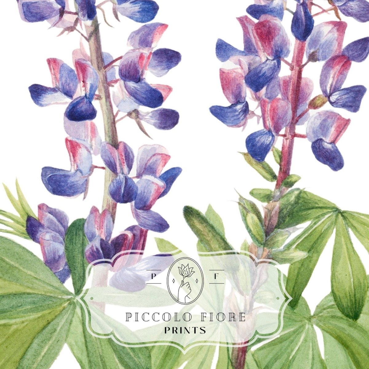 Purple/Pink Lupine Illustration | P43 - Single Art Prints - Piccolo Fiore Prints