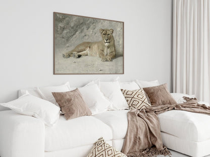 Resting Lioness | P643 - Single Art Prints - Piccolo Fiore Prints