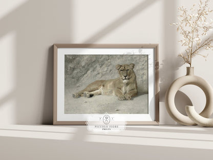 Resting Lioness | P643 - Single Art Prints - Piccolo Fiore Prints
