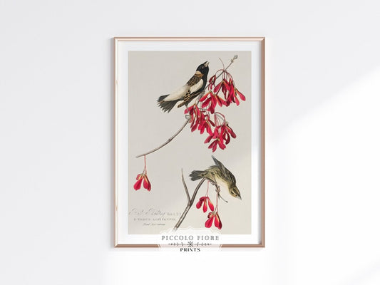 Rice Bird and Red Maple Illustration | P491 - Single Art Prints - Piccolo Fiore Prints