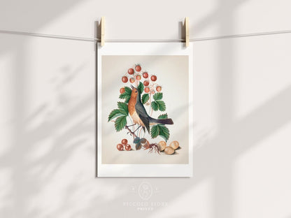 Robin and Strawberries Illustration | P385 - Single Art Prints - Piccolo Fiore Prints