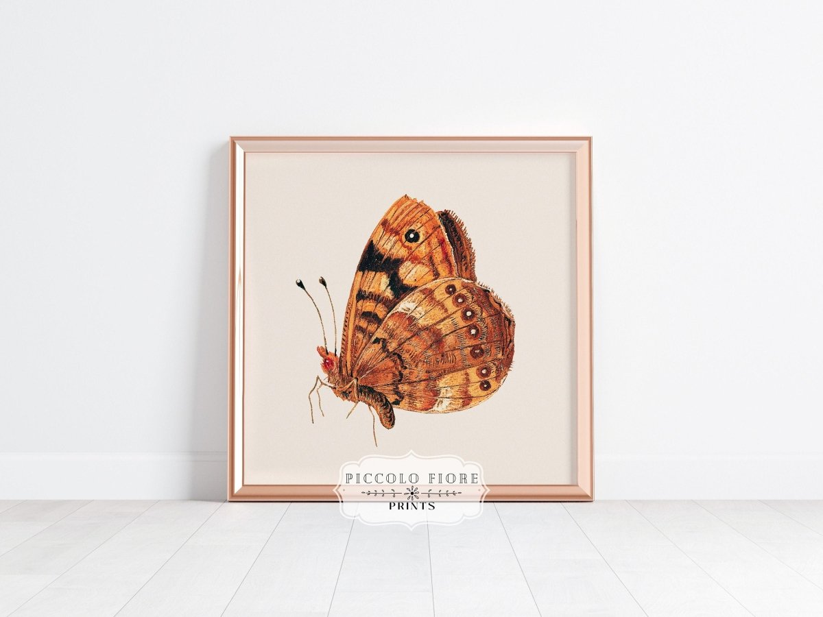 Rust Coloured Moth | P363 - Single Square Art Prints - Piccolo Fiore Prints