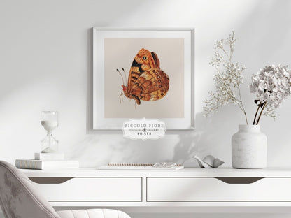 Rust Coloured Moth | P363 - Single Square Art Prints - Piccolo Fiore Prints