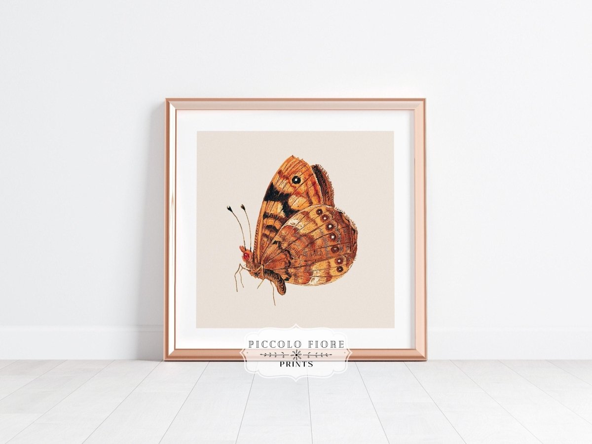 Rust Coloured Moth | P363 - Single Square Art Prints - Piccolo Fiore Prints