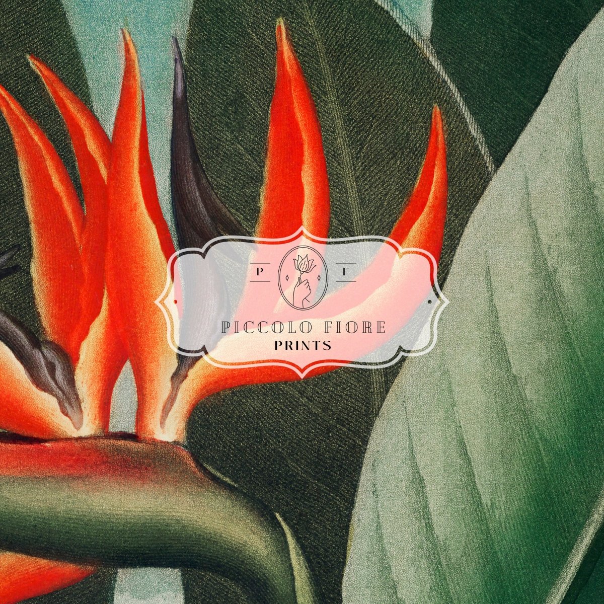 Samsung Frame TV Art | Bird of Paradise | TV1 - Frame TV Art - Piccolo Fiore Prints