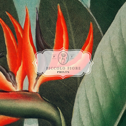 Samsung Frame TV Art | Bird of Paradise | TV1 - Frame TV Art - Piccolo Fiore Prints