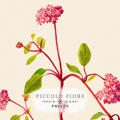 Sand Verbena Illustration | P163 - Single Art Prints - Piccolo Fiore Prints