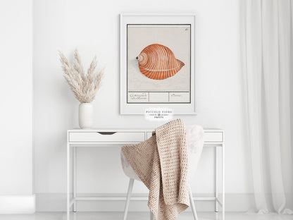 Sea Snail | P262 - Single Art Prints - Piccolo Fiore Prints