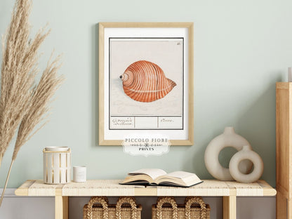 Sea Snail | P262 - Single Art Prints - Piccolo Fiore Prints