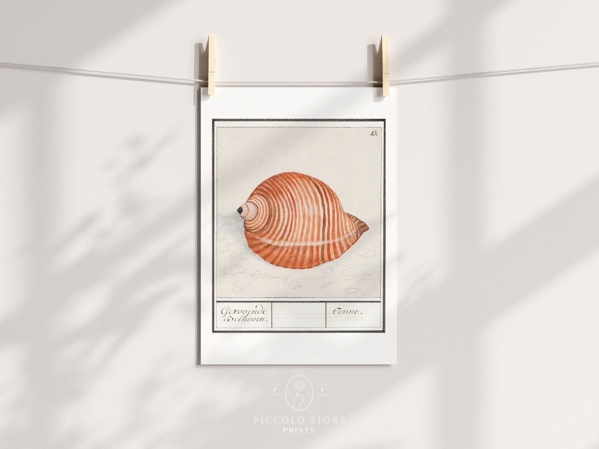 Sea Snail | P262 - Single Art Prints - Piccolo Fiore Prints