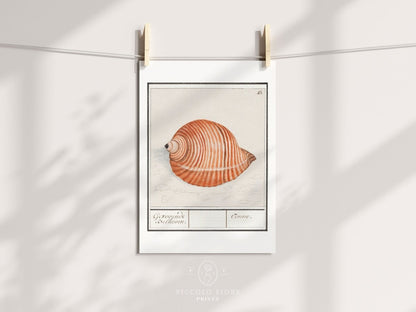 Sea Snail | P262 - Single Art Prints - Piccolo Fiore Prints
