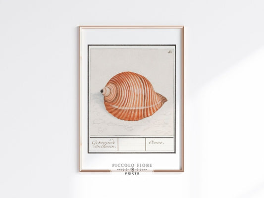 Sea Snail | P262 - Single Art Prints - Piccolo Fiore Prints