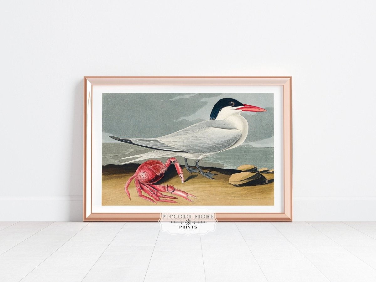 Seagull and Crab | P55 - Single Art Prints - Piccolo Fiore Prints