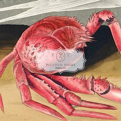Seagull and Crab | P55 - Single Art Prints - Piccolo Fiore Prints