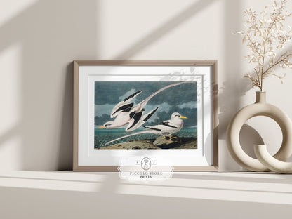 Seagulls | P12 - Single Art Prints - Piccolo Fiore Prints