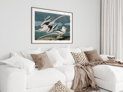 Seagulls | P12 - Single Art Prints - Piccolo Fiore Prints