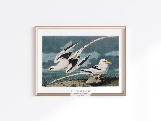 Seagulls | P12 - Single Art Prints - Piccolo Fiore Prints