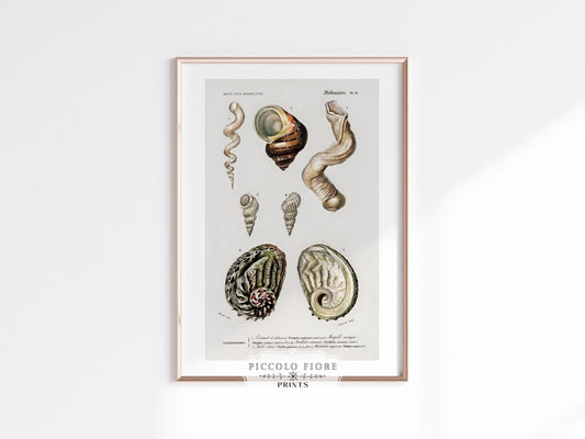 Shell/Mollusk Illustration | P229 - Single Art Prints - Piccolo Fiore Prints
