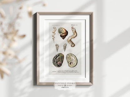 Shell/Mollusk Illustration | P229 - Single Art Prints - Piccolo Fiore Prints