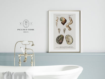 Shell/Mollusk Illustration | P229 - Single Art Prints - Piccolo Fiore Prints