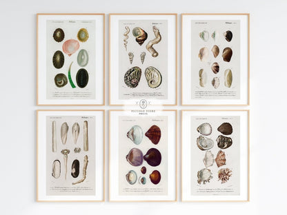 Shell/Mollusk Illustrations | Gallery Wall Set | 6 Prints | S6 - 1 - Gallery Wall Set - Piccolo Fiore Prints