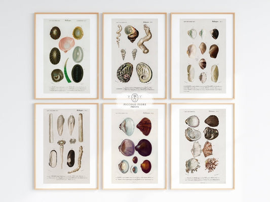 Shell/Mollusk Illustrations | Gallery Wall Set | 6 Prints | S6 - 1 - Gallery Wall Set - Piccolo Fiore Prints