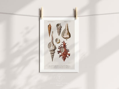 Shell/Mollusk Watercolour Illustrations | Gallery Wall Set | 2 Prints | S2 - 1 - Gallery Wall Set - Piccolo Fiore Prints