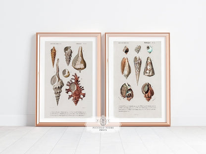 Shell/Mollusk Watercolour Illustrations | Gallery Wall Set | 2 Prints | S2 - 1 - Gallery Wall Set - Piccolo Fiore Prints
