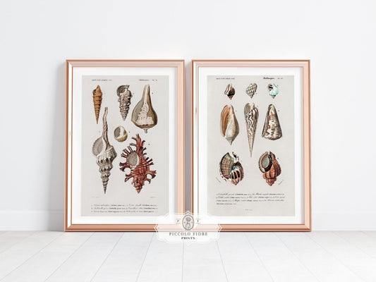 Shell/Mollusk Watercolour Illustrations | Gallery Wall Set | 2 Prints | S2 - 1 - Gallery Wall Set - Piccolo Fiore Prints
