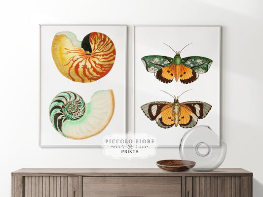 Shells and Butterflies | Gallery Wall Sets | 2 Prints | S12 - 1.1 - Gallery Wall Set - Piccolo Fiore Prints
