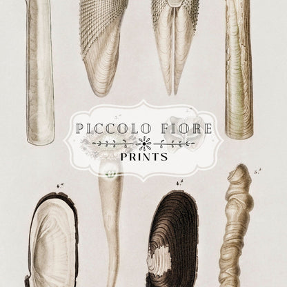 Shells/Mollusks Illustration | P233 - Single Art Prints - Piccolo Fiore Prints