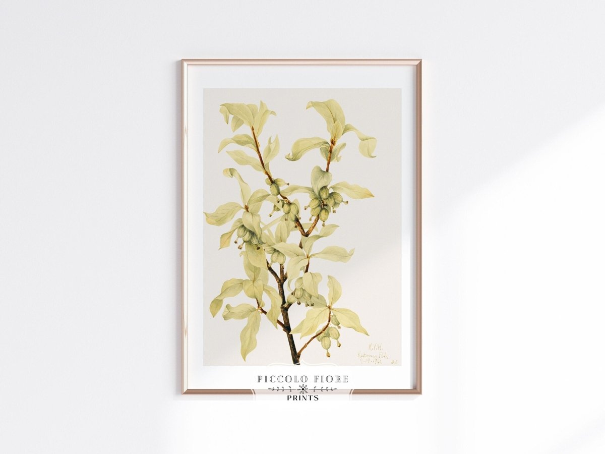 Silverberry Illustration | P350 - Single Art Prints - Piccolo Fiore Prints